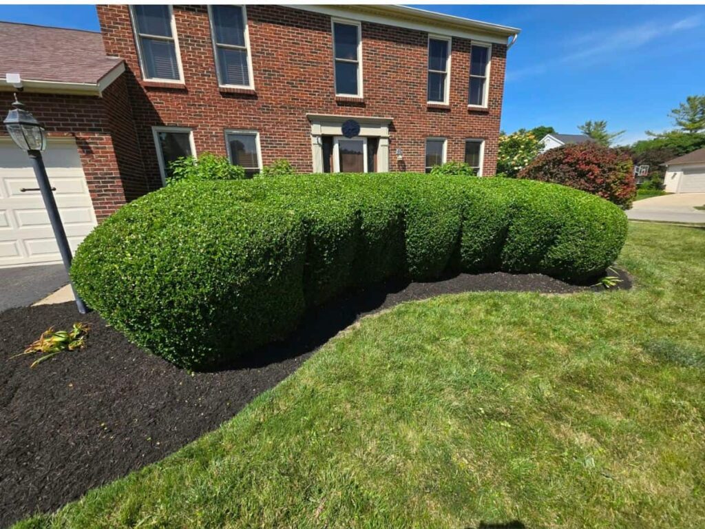 Shrub trimming and pruning in Dublin, Ohio